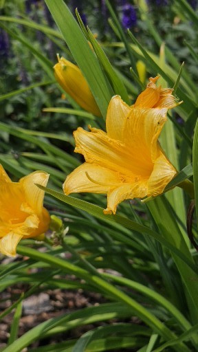 Wenn deine Freude eine Blüte wäre...