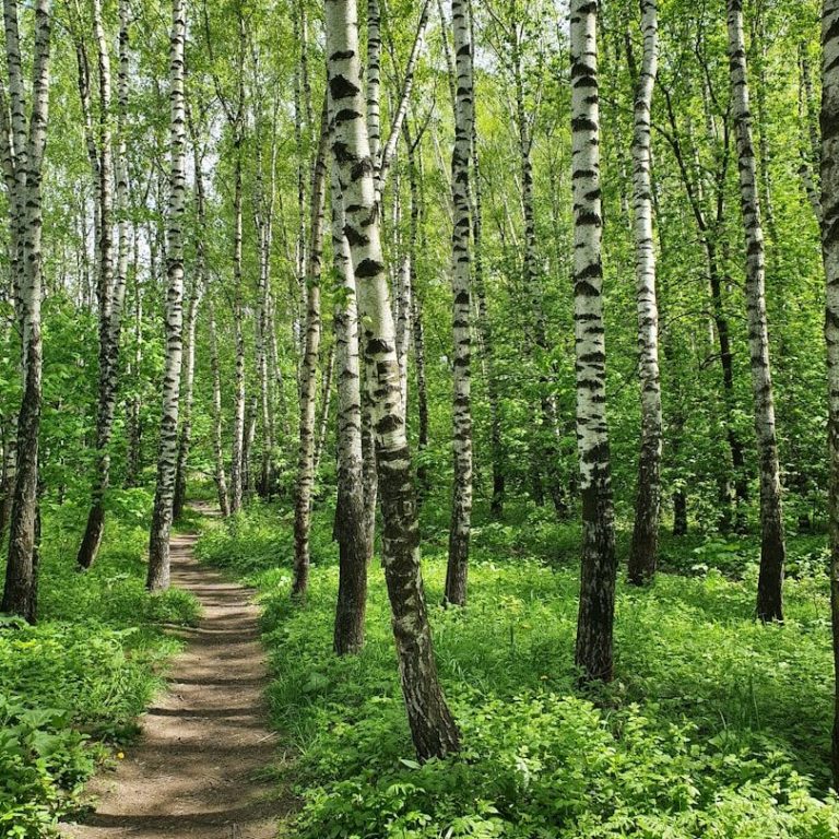 Innehalten Ein schmaler Weg führt durch einen hellen, grünen Birkenwald.
